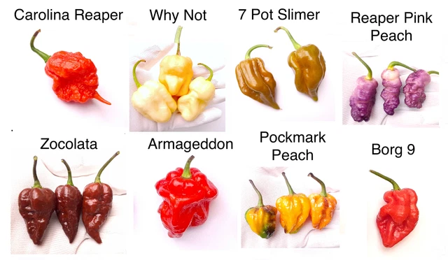 THE WORLDS HOTTEST Chilli Seeds - 8 Varieties - 24 Seeds + 18 FREE ...