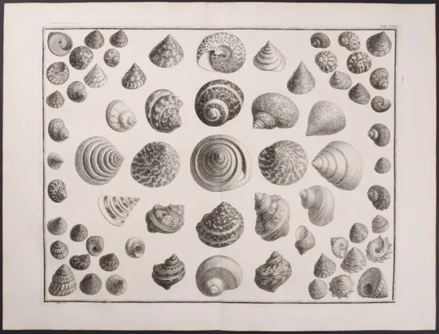 Seba - Snail & Top Shells. 75-2, 1765 Curiosities Original Folio Engraving
