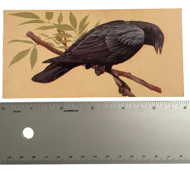 Vintage Bird Illustration Identification Card Common Crow 1962 by Gelles Widmer