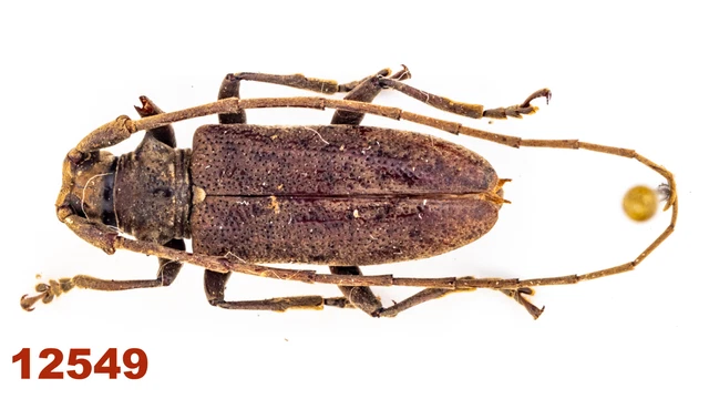 Cerambycidae: Acalolepta sp.  A1, 14 mm, Mounted, 1 pc