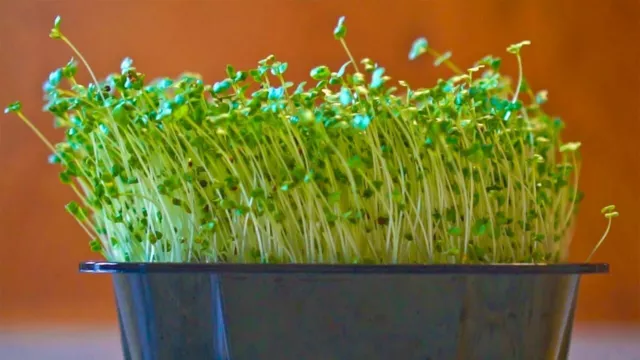 BROCCOLI Sprouting Microgreen Seeds Organic 10g (Approx. 3000+ seeds)