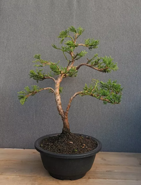 Bonsai Prebonsai Wacholder