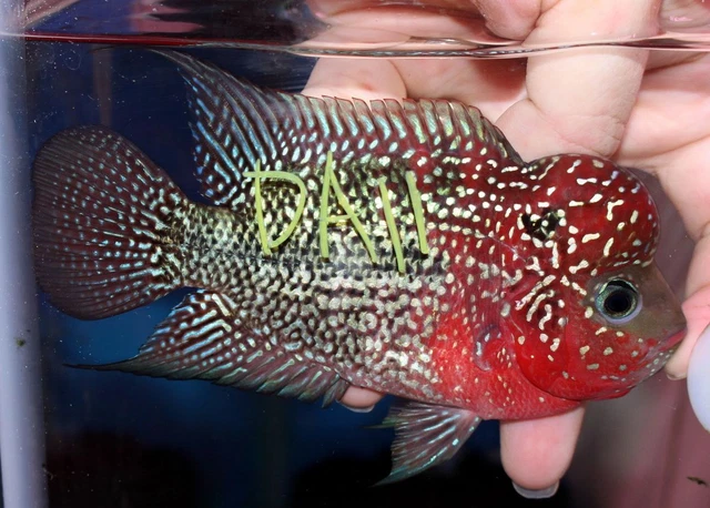 3" Super Red Dragon