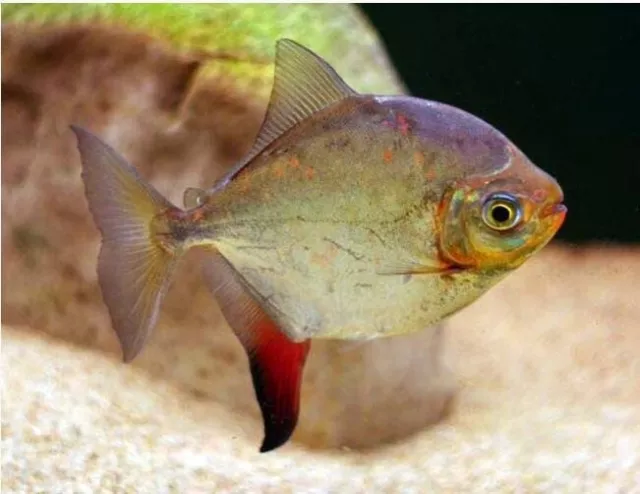 2 Live Colombian Red Hook Silver Dollar Freshwater Fish