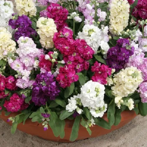 40+ Cinderella Mix Stock Flower Seeds  /  Scented Annual