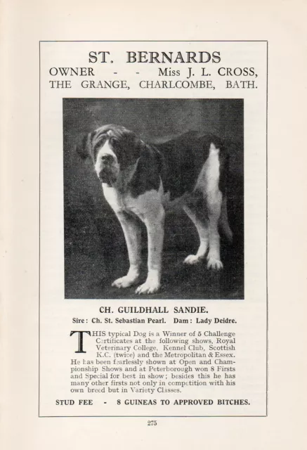 Saint Bernard Old Vintage 1934 Dog Print Page " Champion Guildhall Sandie "