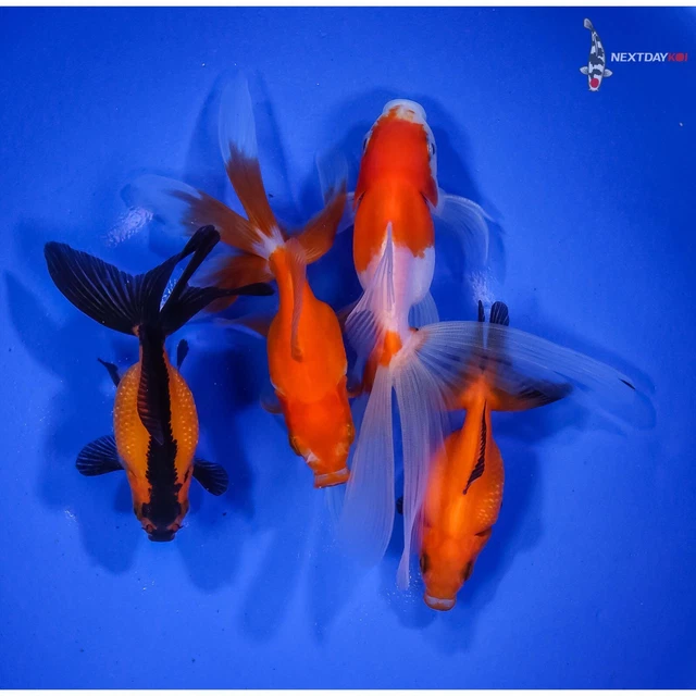 Lot of (4) 2.5 to 4.5" HANDPICKED GOLDFISH Imported live goldfish for pond NDK