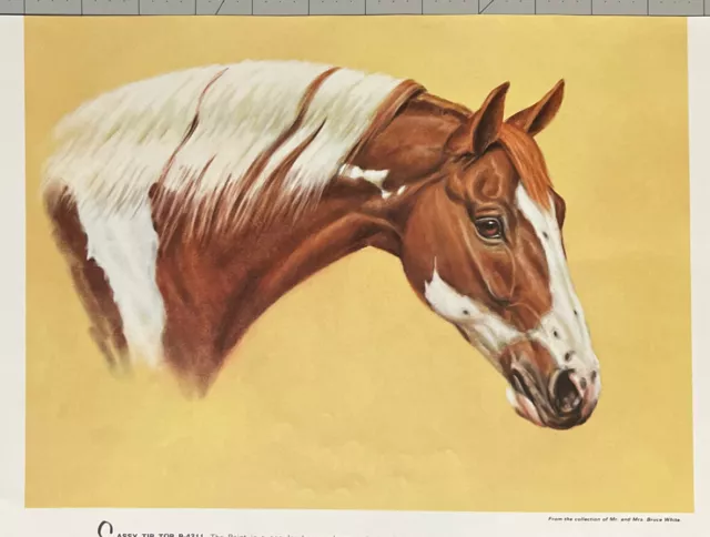 Pinto Paint Arabian Horse Vintage Print Of Painting Poster Art Home See Photos