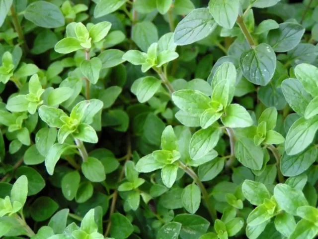 Oregano plug plants