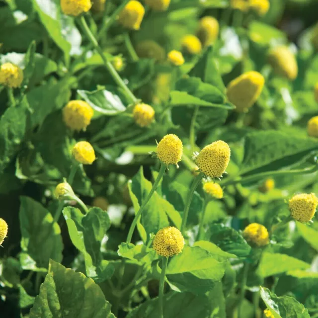 100 Paracress Seeds - Medicinal Herb - Aka; Toothache Plant Free Shipping