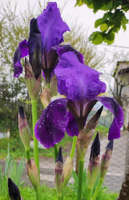 10 Rizomi Di Iris Germanica Mix - Per Un Giardino Colorato E Resistente - Foto 7