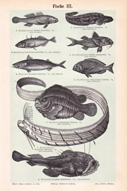 Fisch, Fischarten Fischzucht - Diverse Abbildungen - Lot 3 Holzstiche 1896