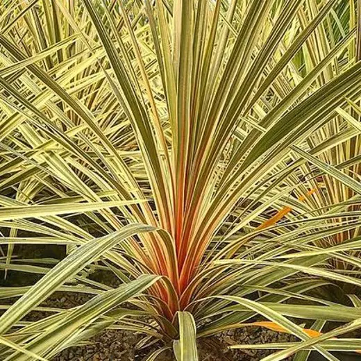 Cordyline TORBAY DAZZLER.  Cabbage Palm or The Cornish Palm.