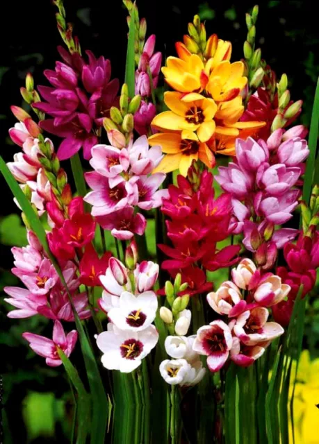 1-100 Ixia Mixed Bulbs/Corms Beautiful Perennial Garden Summer Flowers-Quality