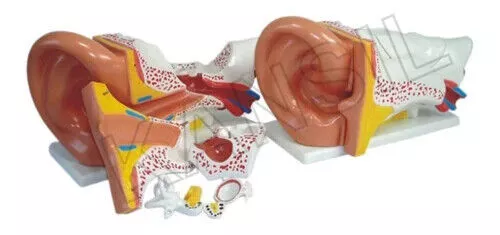 Modelo de oreja Nuevo estilo Tamaño gigante