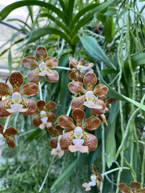 Orchid Orchidee Vanda Peter Swenson, Motes 2018 (5 L)