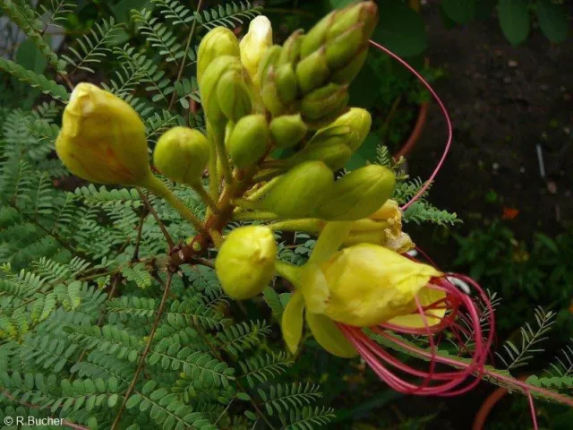 SAMEN Der Paradiesvogel hat schöne große gelbe Blüten und scharlachrote Staub