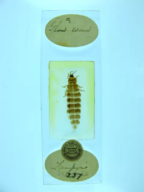 Antique microscope slide by Darlaston. "Glow Worm. Lampyris".