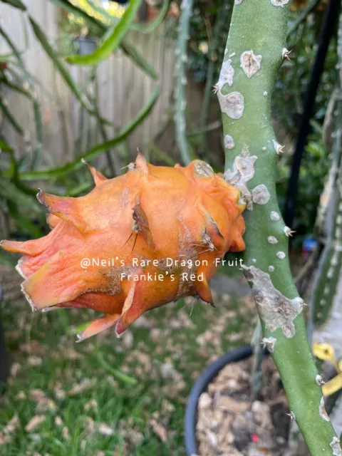 Rare dragon fruit plant with roots - Frankie's Red