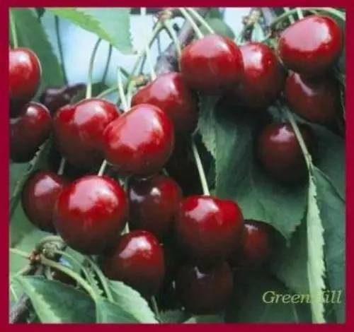 British Columbia Lapin Sweet Cherry Trees 5 seeds - Excellent Firmness & Flavor 3