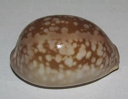 49 mm GREAT PATTERN Cypraea Nivosa Cowrie Seashell Phuket Thailand Deep Water #1