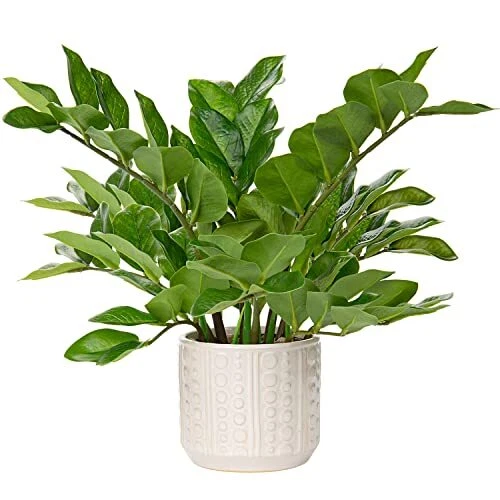 Faux Plants Indoor 17" Artificial ZZ Plants in Faux Plants With Ceramic Pot