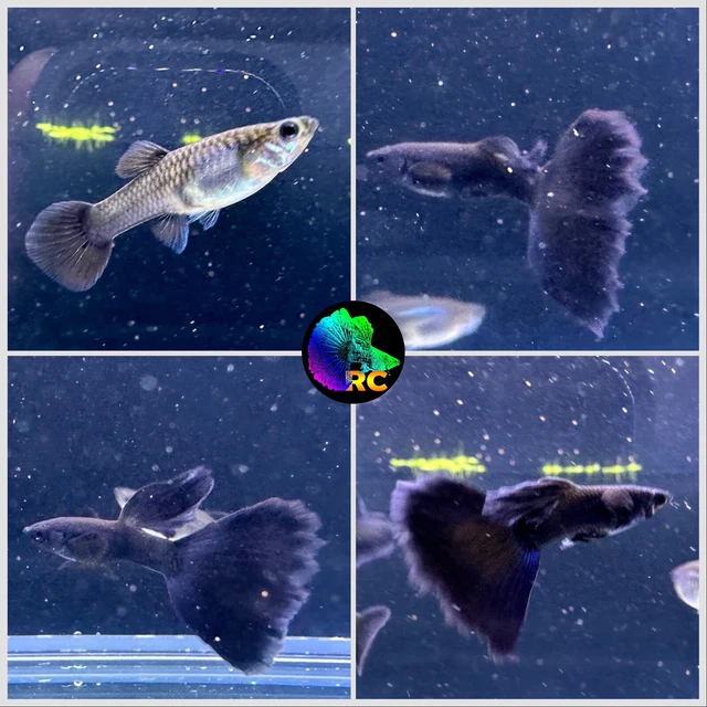 1 Pair - Blue Moscow- High Quality Live Guppy 1 Pair - Blue Moscow- High Quality Live Guppy