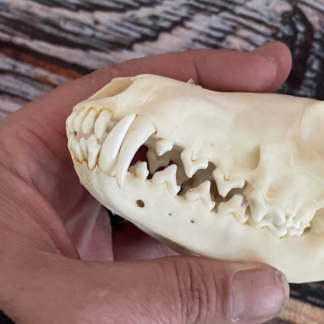 Real Red Fox Unique Animal Mount Halloween Skull Art Craft Mountain Man Canine