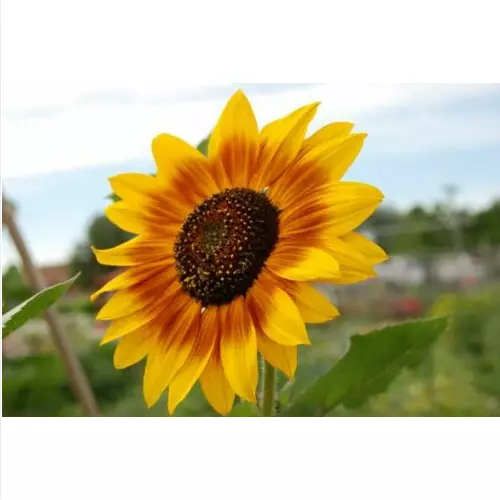 20 Graines De Tournesol Rayé Iregi    + Cadeau Gratuit