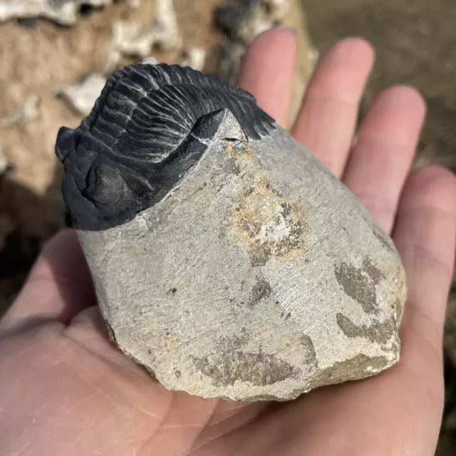 Hollardops Trilobite Fossil. Middle Devonian. Alnif, Morocco