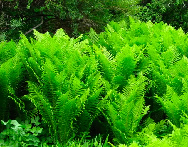 Matteuccia struthiopteris - Shuttlecock Ostrich Fern - 5L Pot size