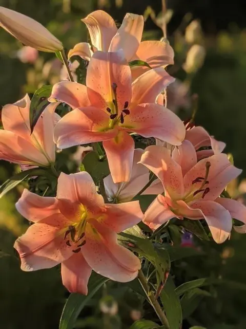 Duftende Baum- Lilie "Zelmira" lachsfarbene Riesenblüten!  Gr. 18-20 (2 Stück)
