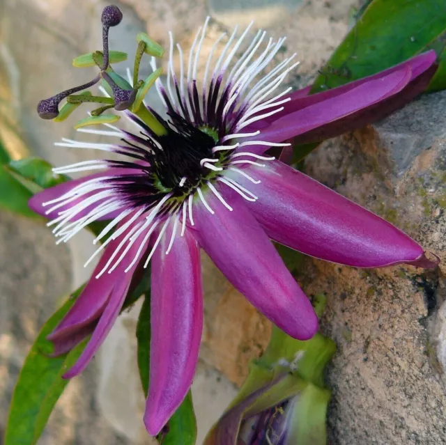 Rote Passionsfrucht - Passiflora rubra - Rote Maracuja - 5+ Samen - Samen - Gx 139