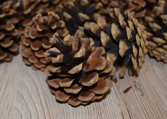 Tannenzapfen, Kiefernzapfen,Natur große Zapfen 5-10cm für Weihnachten, Deko usw.