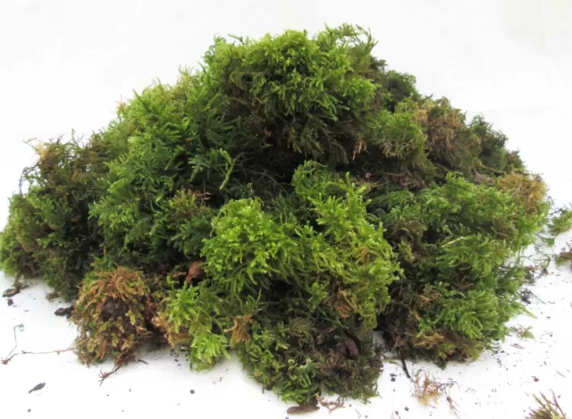 Fresh Sphagnum Moss - Live Basket, Orchid, Reptile, Wreath Planting Peat  Moss