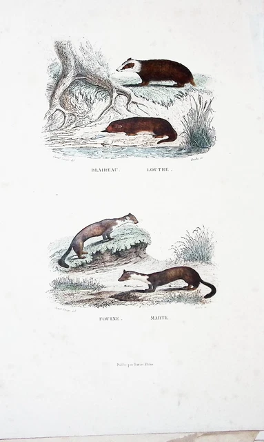 Lithographie Colorise A La  Main Tire De Buffon 1834 Blaireau Loutre Fouine