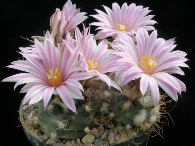 TURBINICARPUS CACTUS (Turbinicarpus pseudomacrochele) 10 seeds