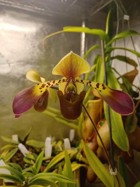 Paphiopedilum lowii-compact form, blooming sized 5.5 inch pot