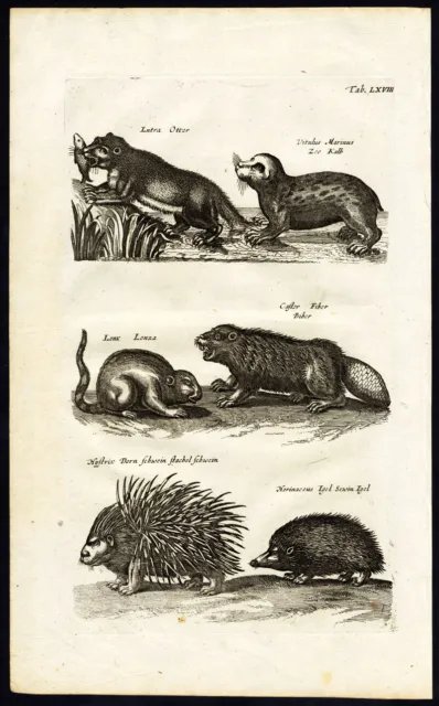 Antique Print-PORCUPINE-HEDGEHOG-OTTER-BEAVER-Jonston-Merian-1657