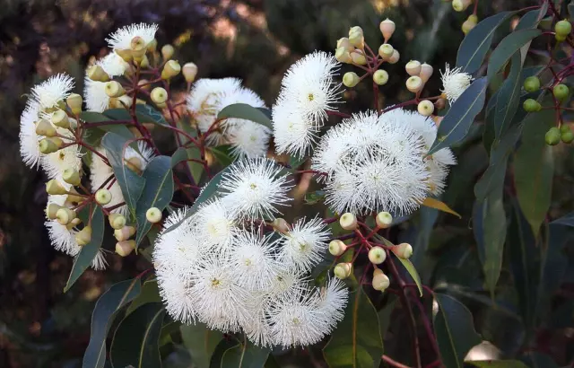 50 X Eucalyptus Swamp Mahogany Seeds, Rare Flowering Gum,Koala Food Tree