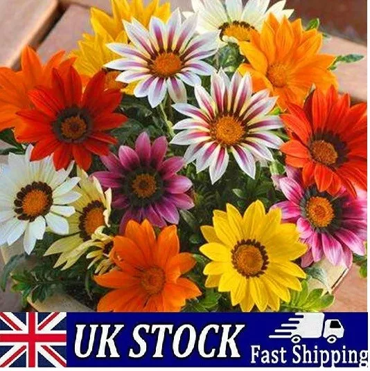 Giant African Daisy Seeds Osteospermum Mix Colors Hybrid Perennial Flower Seeds