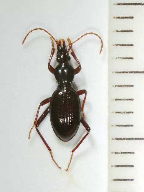 Carabidae, Carabinae, Cychrini, Scaphinotus (Maronetus) imperfectus USA 2