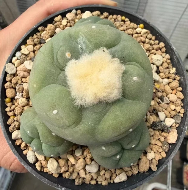 SALE MULTI HEADS Rare Plant Cacti L diff WYSIWYG Own Root Boutique ...