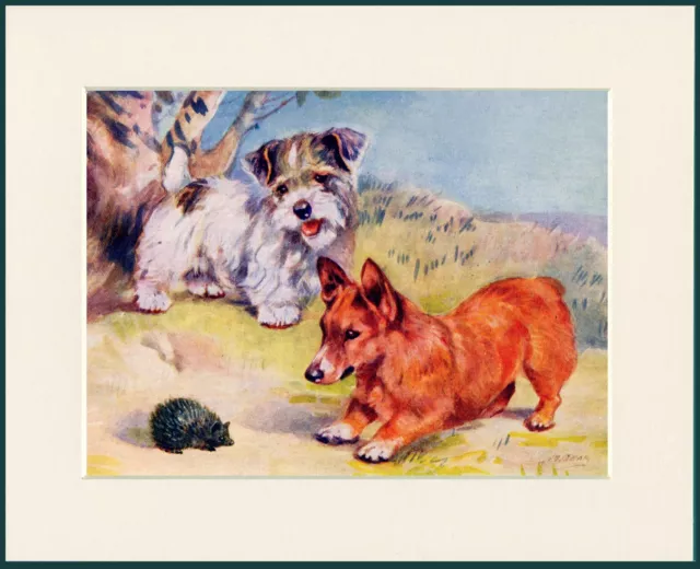 Sealyham Terrier Corgi And Hedgehog Great Dog Print Mounted Ready To Frame