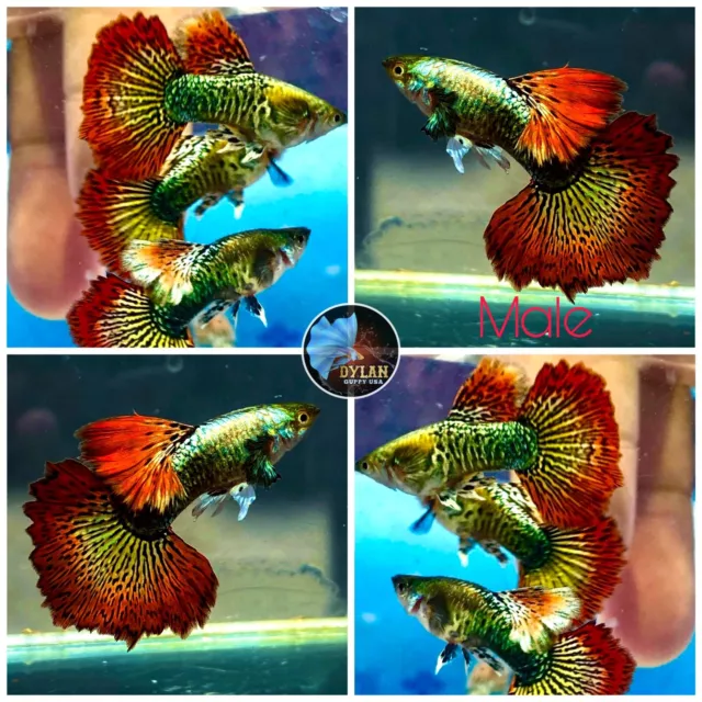 2X Male - High Quality Live Guppy Fish-Red Dragon Indo Half Moon - USA Seller