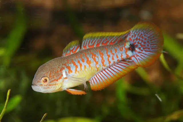 Group of 3 Live Peacock Gudgeon Freshwater Tropical Fish High Quality Grade A+++