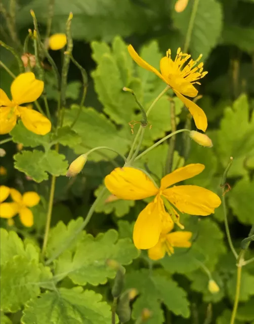 50 graines de Chélidoine (Chelidonium majus) *herbe aux verrues *BIO