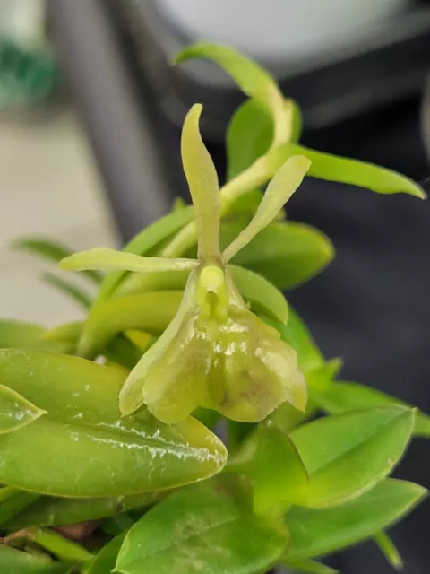 Rare Epidendrum porpax alba orchid plant FS , not in bloom , miniature
