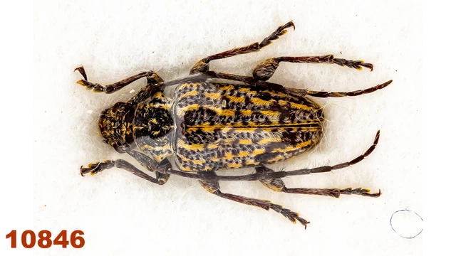 Cerambycidae: Lamiinae sp.  A1, 9 mm, 1 pc