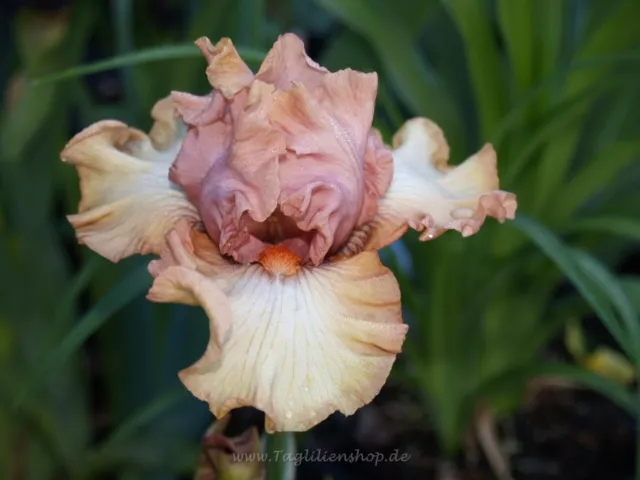 Schwertlilie / Iris " Venus Blush "